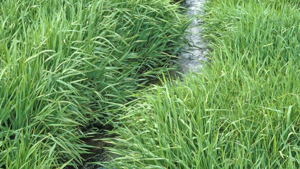 Narrow stream surrounded by dense quackgrass