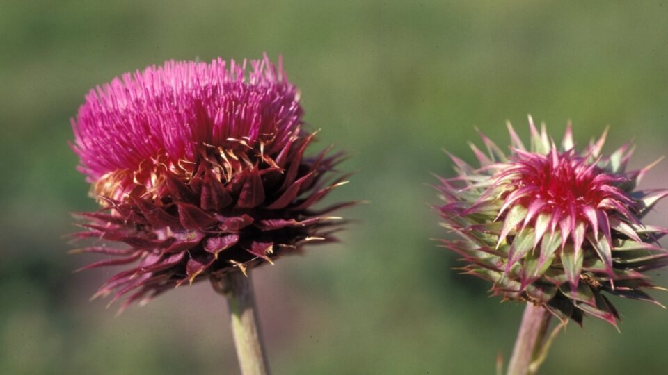 Two vibrant musk thistle flowers, one fully bloomed and the other partially closed, against a blurred green background.