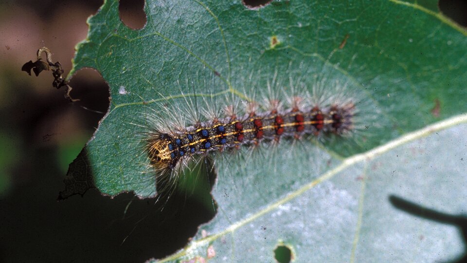 Spongy moth caterpillar with colorful stripes and bristles on a green leaf with holes.
