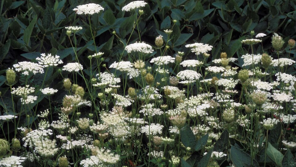 Queen Anne's Lace with delicate blooms among green leaves in a dense field setting.