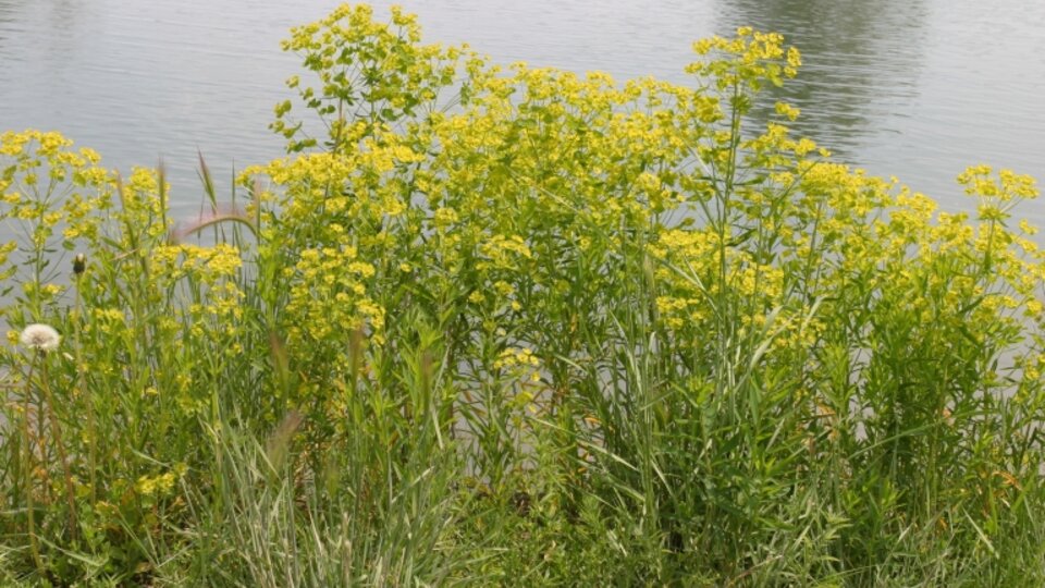 Tall yellow leafy spurge growing by a calm lake with green grass in the foreground.