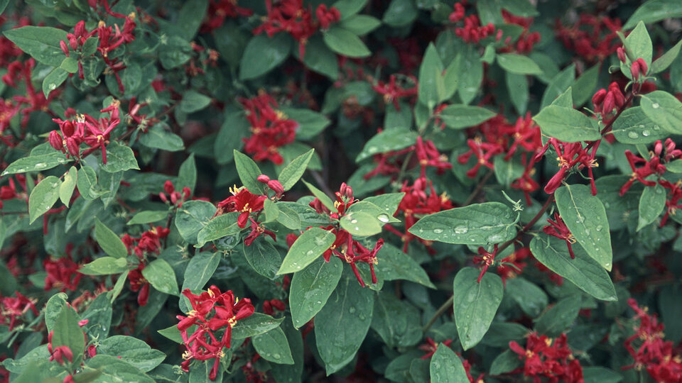 Tartarian honeysuckle with small red flowers and raindrops on the leaves.