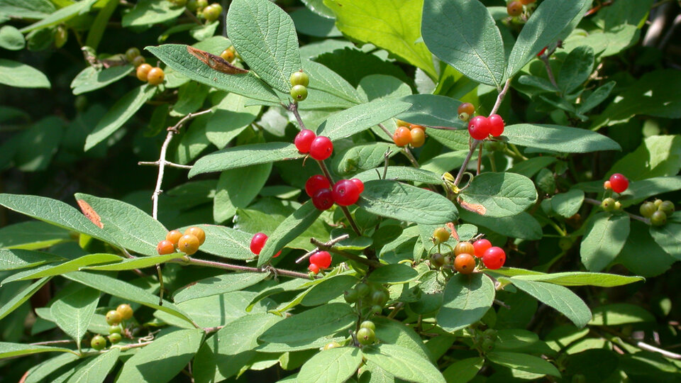 Bright red and orange berries on a leafy green bush in daylight.