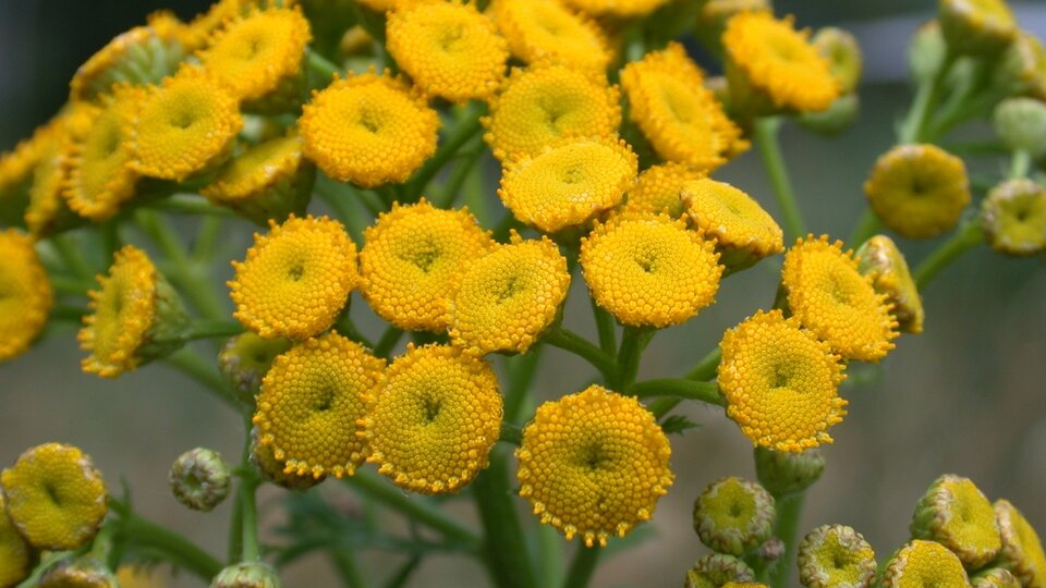 A closeup of yellow common tansy flowers
