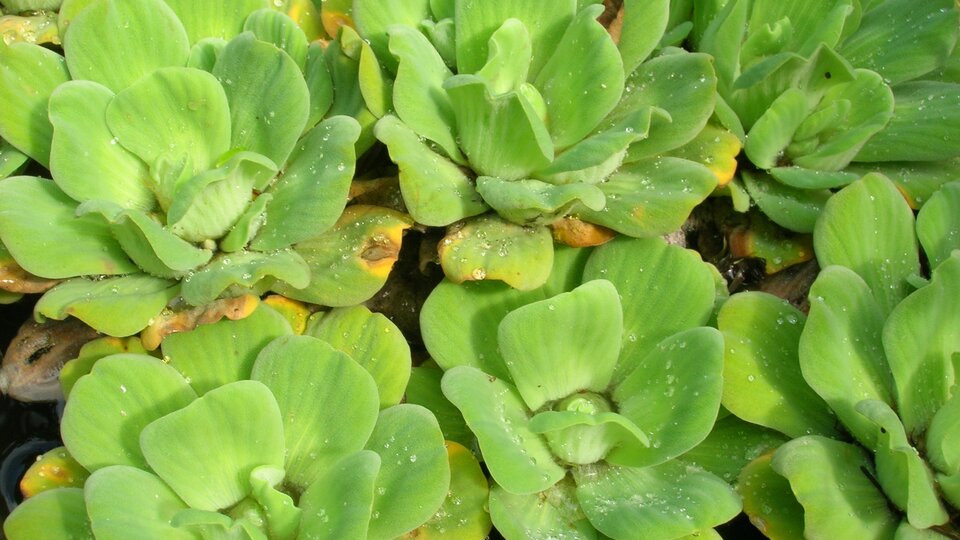 A closeup of several water lettuce plants.