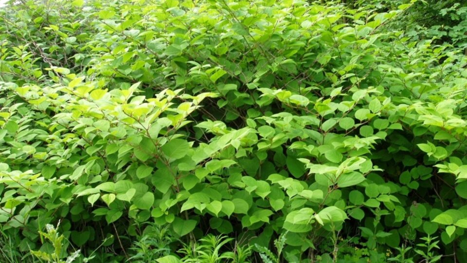 Dense cluster of Japanese knotweed in a lush outdoor area.