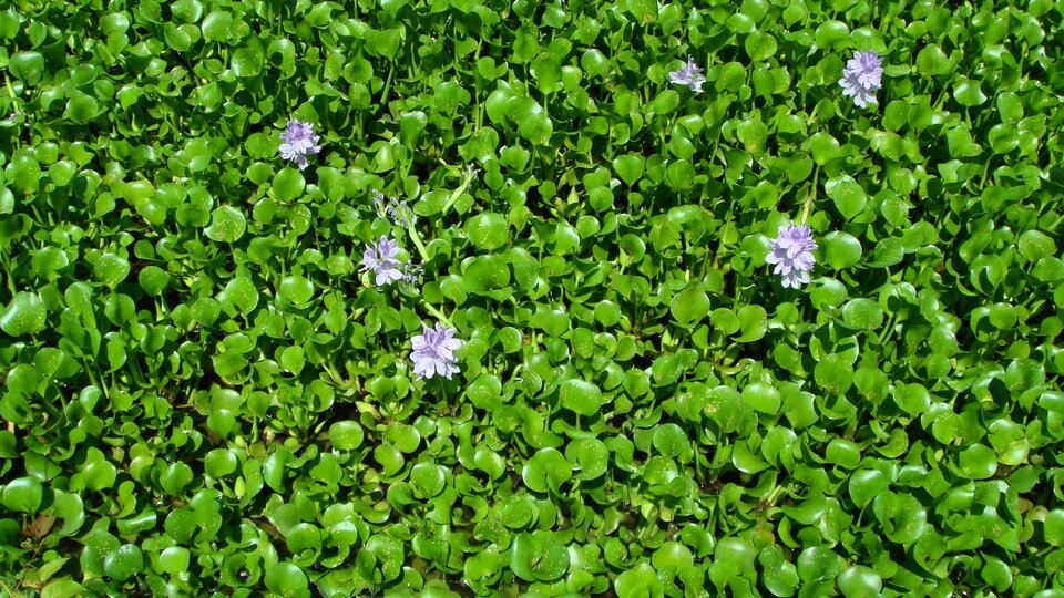 A large area covered by water hyacinth in bloom.