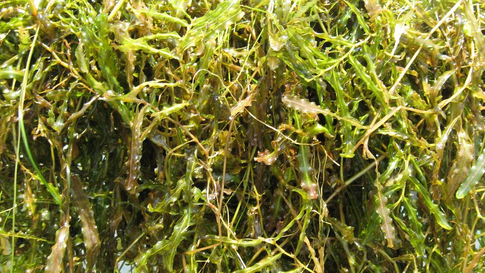 A mass of curly-leaf pondweed foliage.