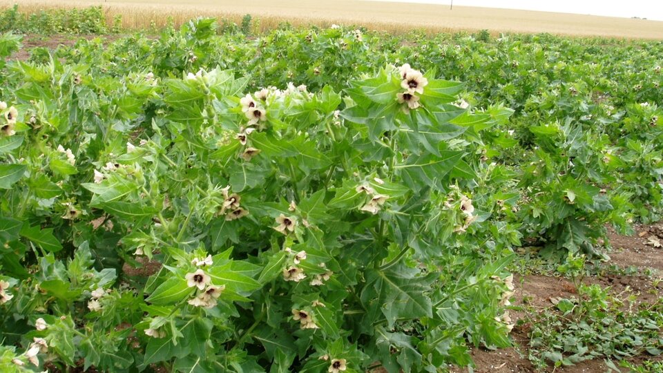 Green bushes with pale yellow flowers in a field under a cloudy sky.