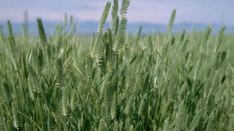 A closeup of a field of crested wheatgrass
