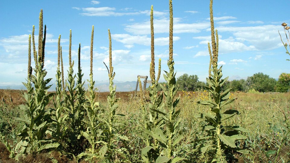 An infestation of common mullein in an open field