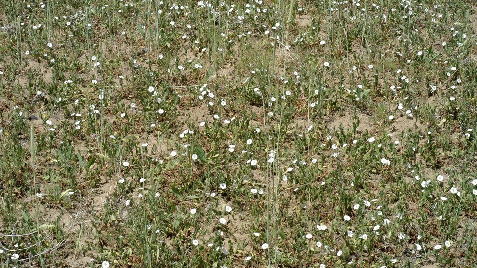 Dry field covered in flowering field bindweed. 