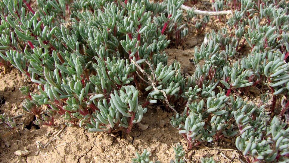 Saltlover plants with red stems growing in dry, cracked soil.