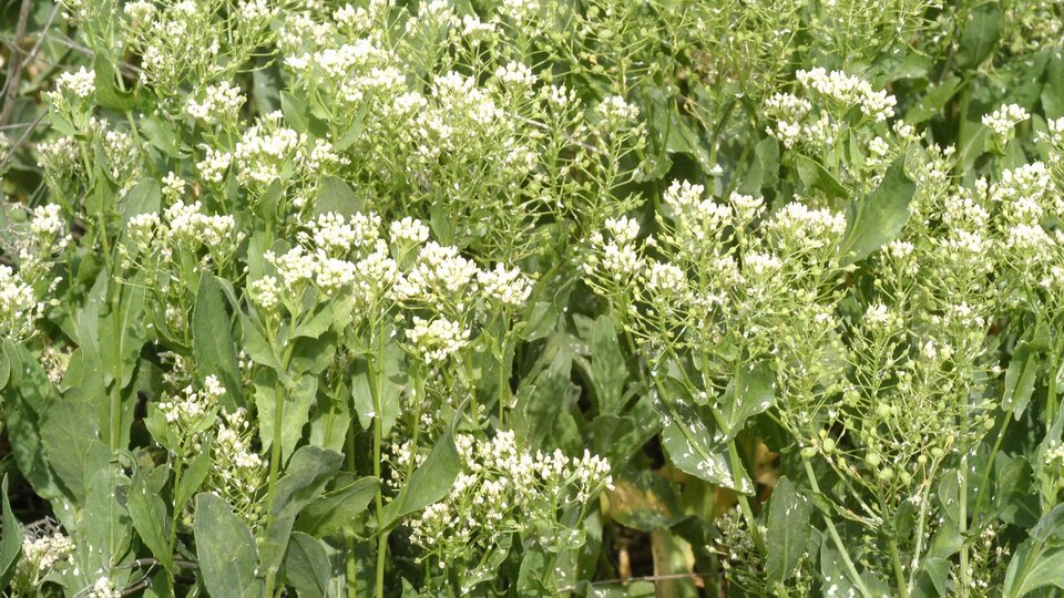 Flowering hoary cress growing densely outdoors.