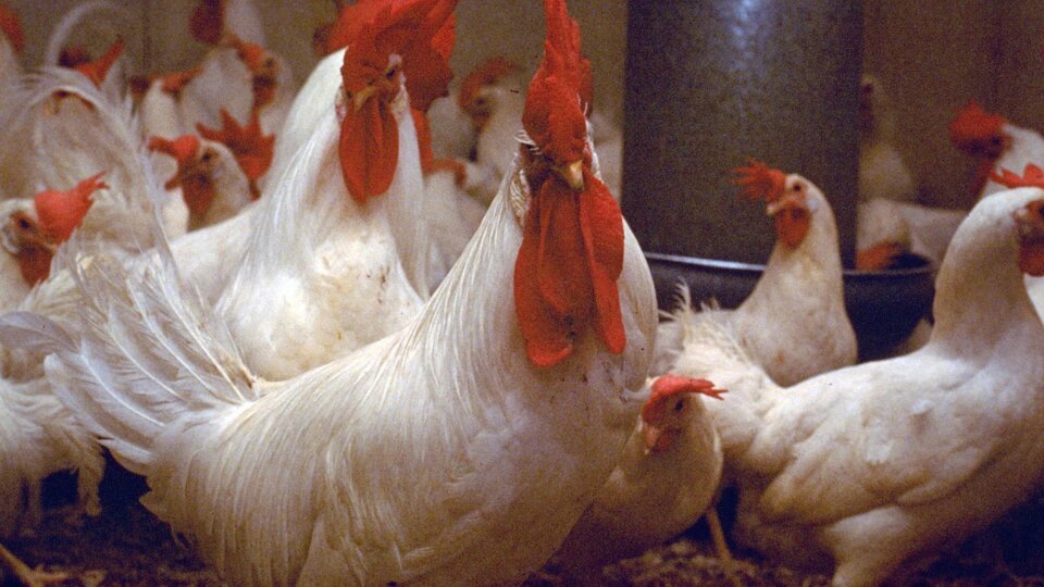 White chickens with red combs in a barn near a feeder.