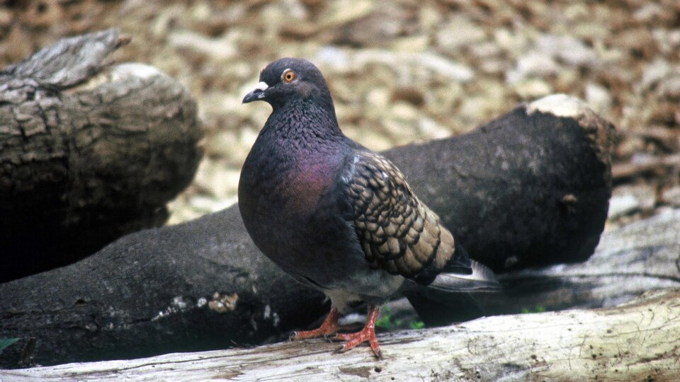 Pigeon standing on a log with muted colors in an outdoor setting.