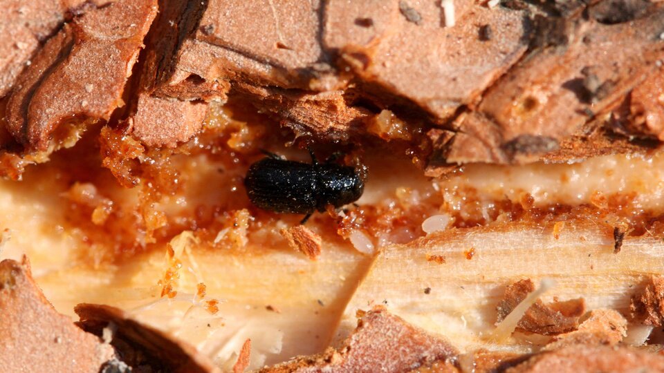 A close-up of a mountain pine beetle inside tree bark with visible wood and orange resin.