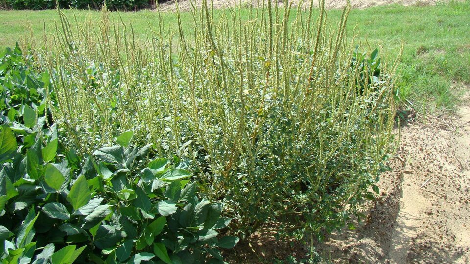 Tall, dense palmer amaranth growing in a field, surrounded by green crops and dry soil.