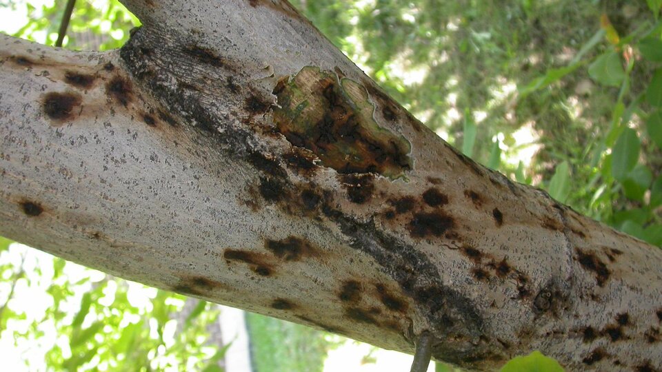 Tree branch with dark fungal spots and visible bark damage, surrounded by green foliage.