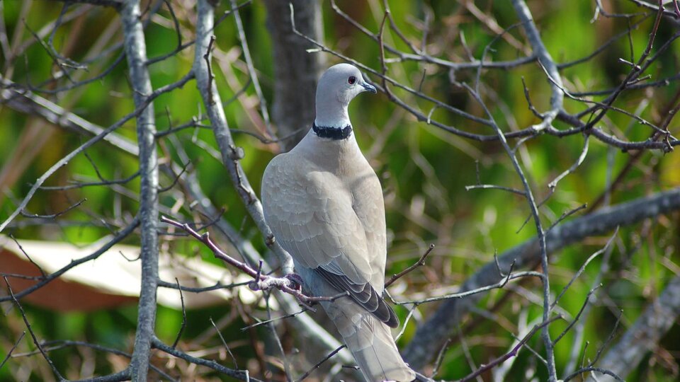 Eurasian collared dove perched on bare branches with green foliage in the background.