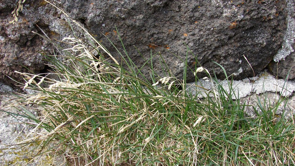 Kentucky bluegrass growing near a rocky surface with dry and green blades.