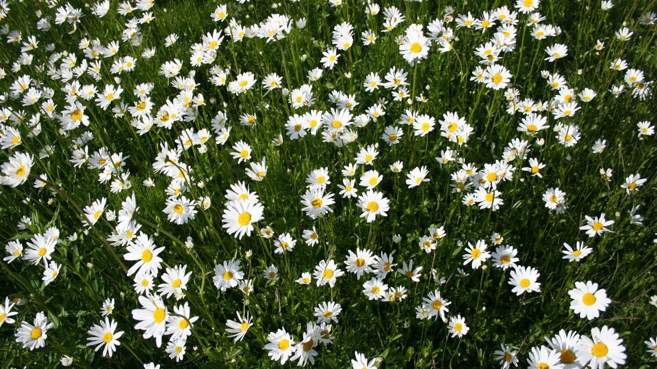 White daisies with yellow centers scattered across a lush green meadow.