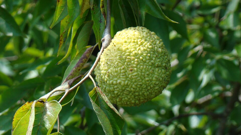 Green, textured fruit hanging from a branch surrounded by vibrant green leaves.