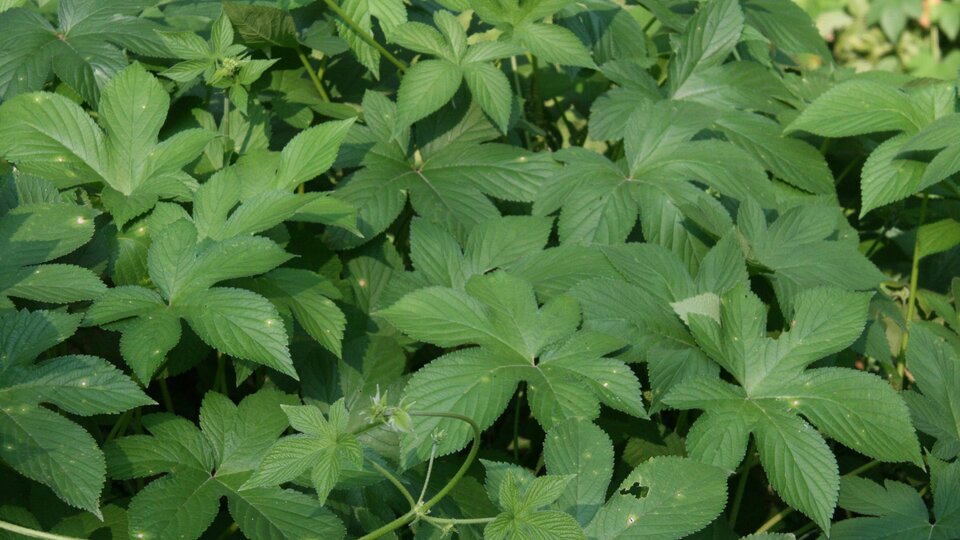 Green leaves of Japanese hops with jagged edges in outdoor sunlight.