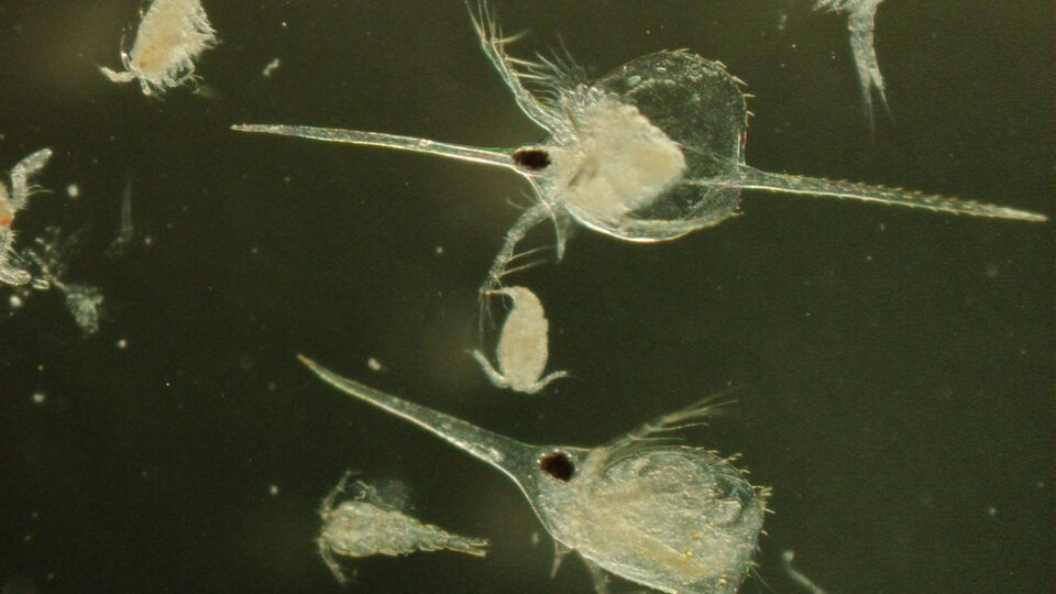 A closeup of several waterfleas under a microscope lens