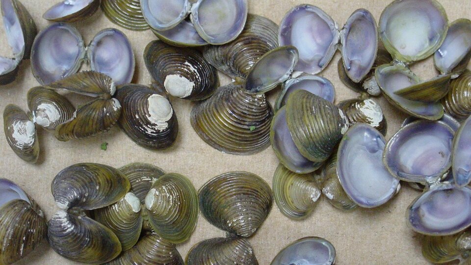A cluster of empty freshwater golden clam shells