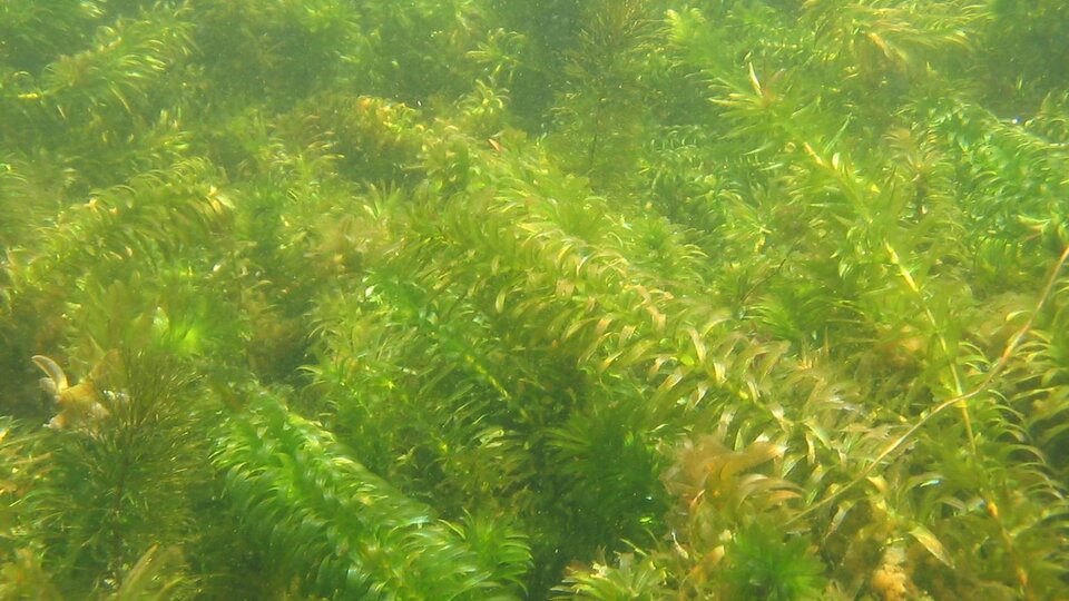 A field of Brazilian waterweed growing underwater