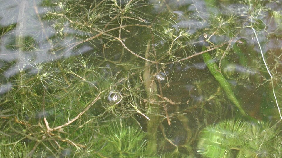 brittle naiad