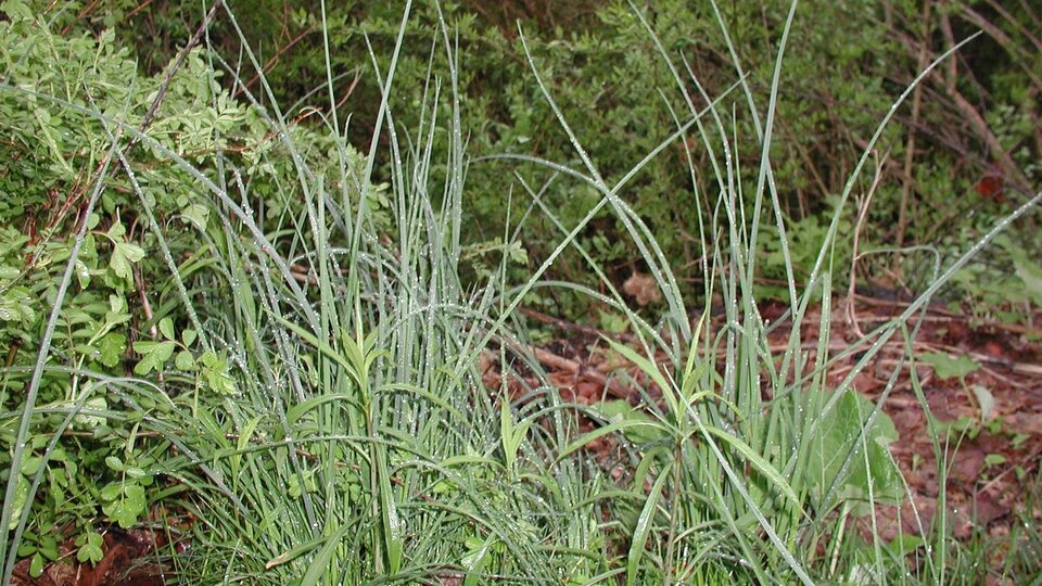 Long blades of field garlic in a natural outdoor setting.
