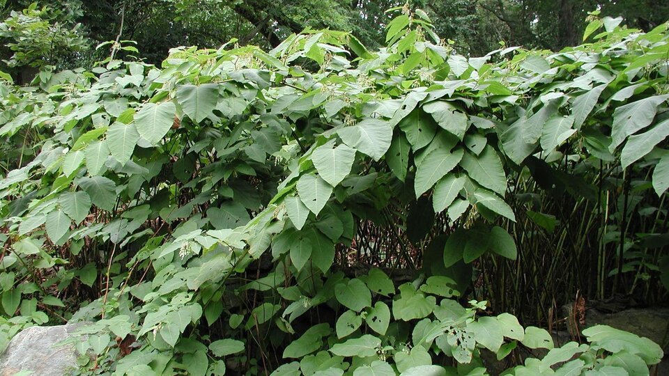 Dense giant knotweed in a forested area.