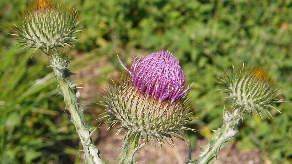 Scotch thistle plant with sharp green spines and a vibrant purple bloom in sunlight against greenery.