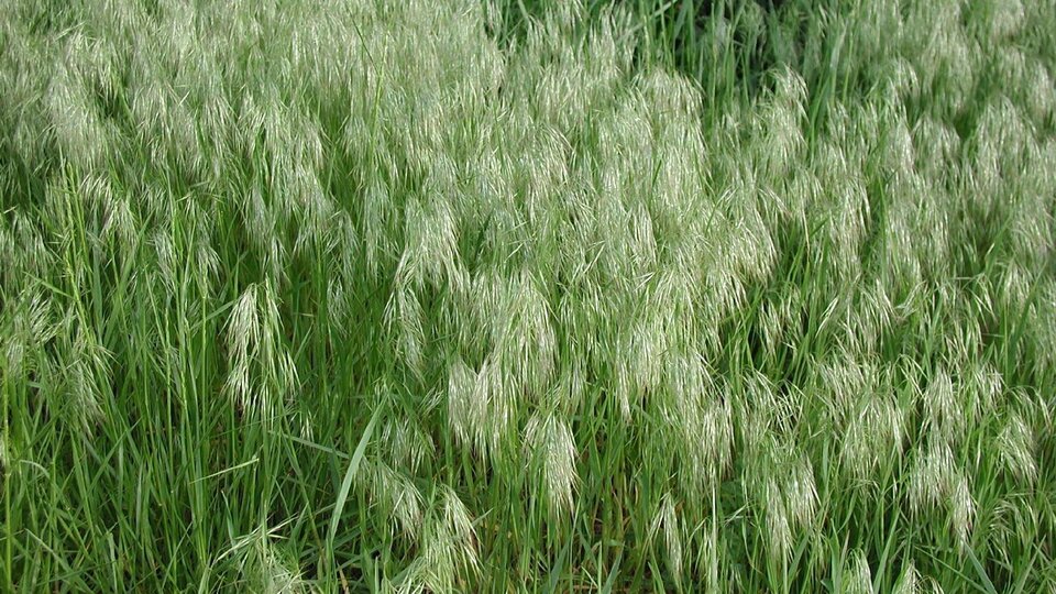 An infestation of cheatgrass