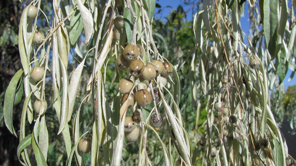 Russian olive tree with clusters of berries hanging from silver-green, narrow leaves under a blue sky.