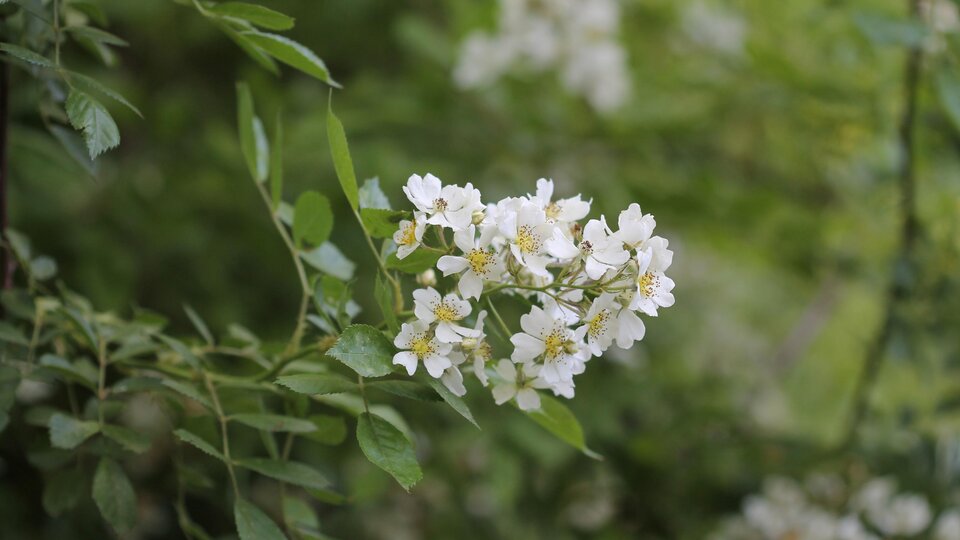White blossoms with yellow centers on a green leafy branch, surrounded by blurred greenery.