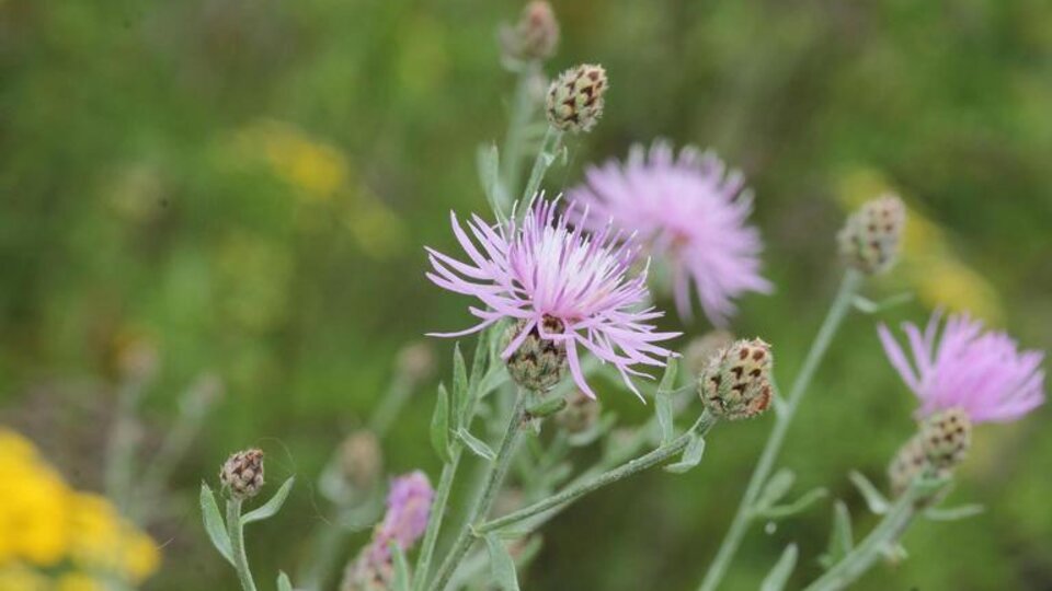 Purple spotted knapweed blooms with spiky petals amidst green stems and blurred foliage.