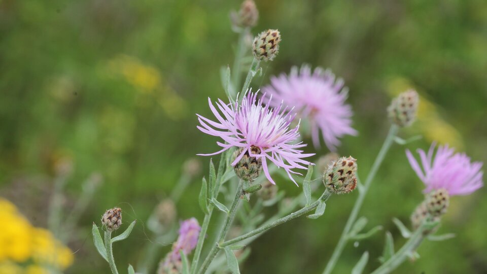 Flowering spotted knapweed in a green meadow.