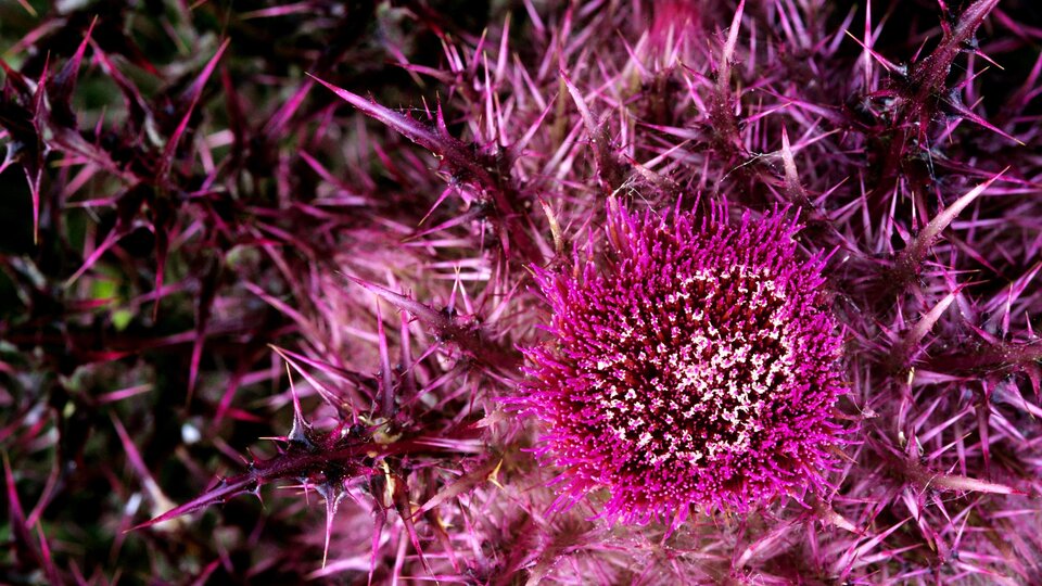 A closeup of the bright pink flowerhead of a bull thistle