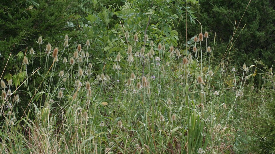 A field of common teasel plants