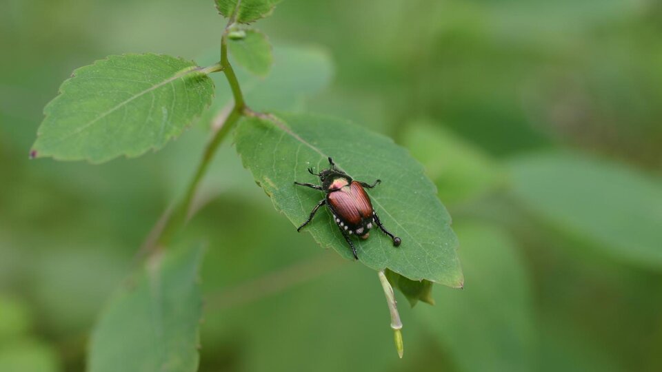 Japanese beetle resting on a green leaf.
