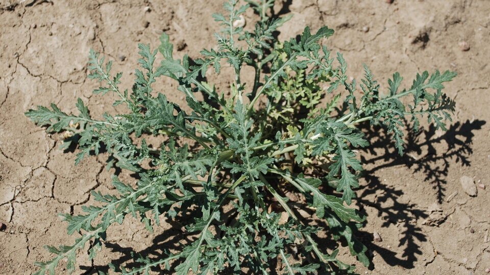 Bur ragweed growing on cracked dry soil.