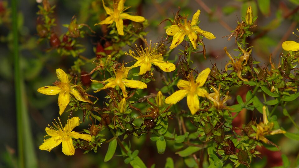 Flowering St. John's wort