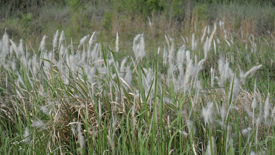 A field of cogongrass