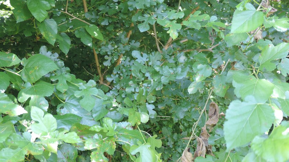 Leaves and branches of a white mulberry tree. 