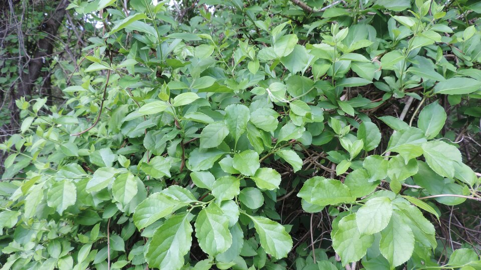 Green leafy roundleaf bittersweet bush with dense foliage and thin branches in a natural setting.