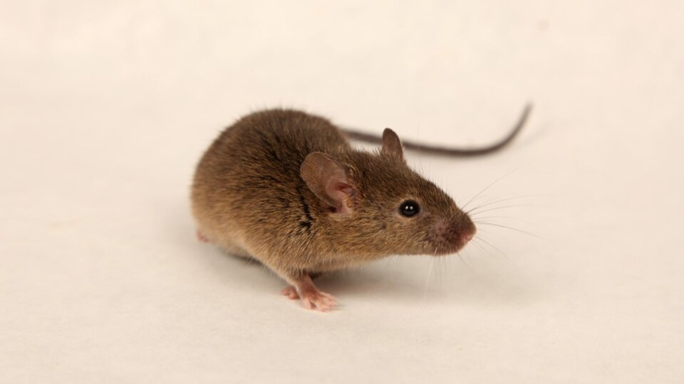 Brown house mouse standing on a white surface.