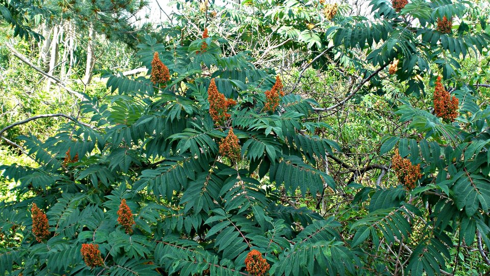 Sumac plant with green leaves and clusters of orange-brown seed pods in a lush outdoor setting.